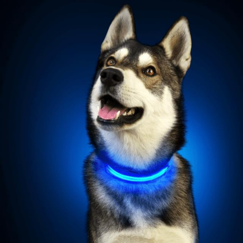 PARENCE - Collier Lumineux pour Chien